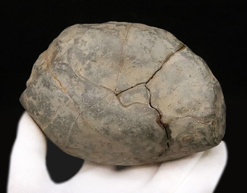 鎧をまとった古代のハンター。アカントセラス科「ローマニセラス（Romaniceras）」の無骨な標本（その5）