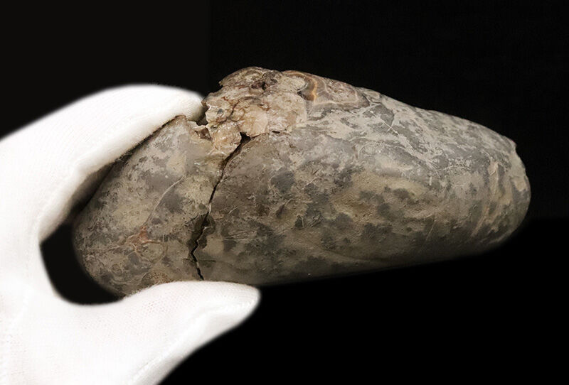 鎧をまとった古代のハンター。アカントセラス科「ローマニセラス（Romaniceras）」の無骨な標本（その6）