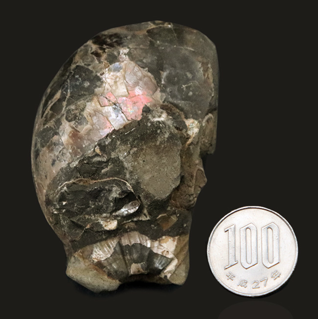 北海道　アンモナイト　綺麗な世界最薄アンモナイトのハウエリセラス　化石　/ 恐竜 北海道 アンモナイト 綺麗な世界最薄アンモナイトの