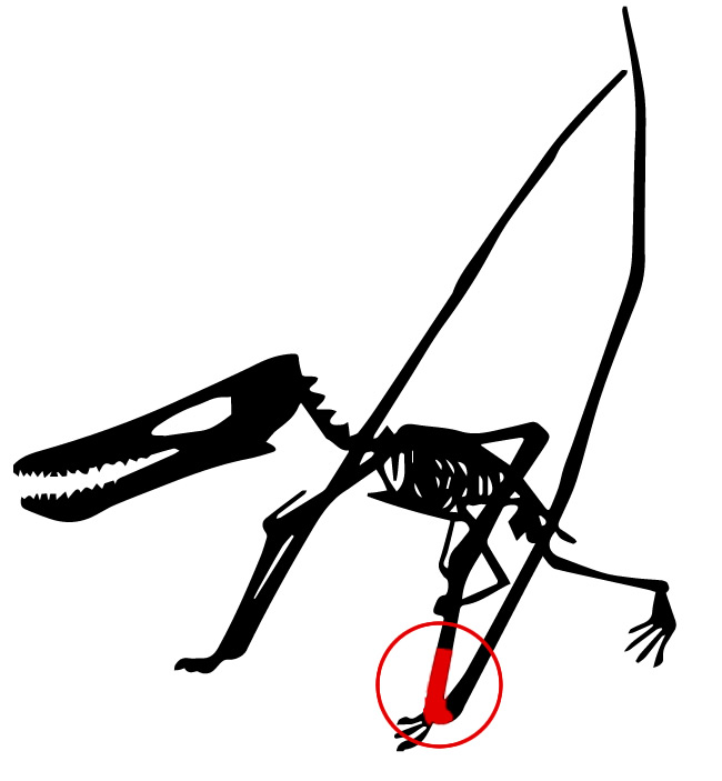 １３年ぶりにマーケットに登場した希少なオールドコレクション！およそ１億年前の翼竜、シロッコプテリクス（Siroccopteryx moroccensis）の腕の骨の化石（その11）