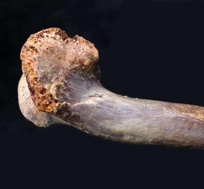 １３年ぶりにマーケットに登場した希少なオールドコレクション！およそ１億年前の翼竜、シロッコプテリクス（Siroccopteryx moroccensis）の腕の骨の化石（その6）