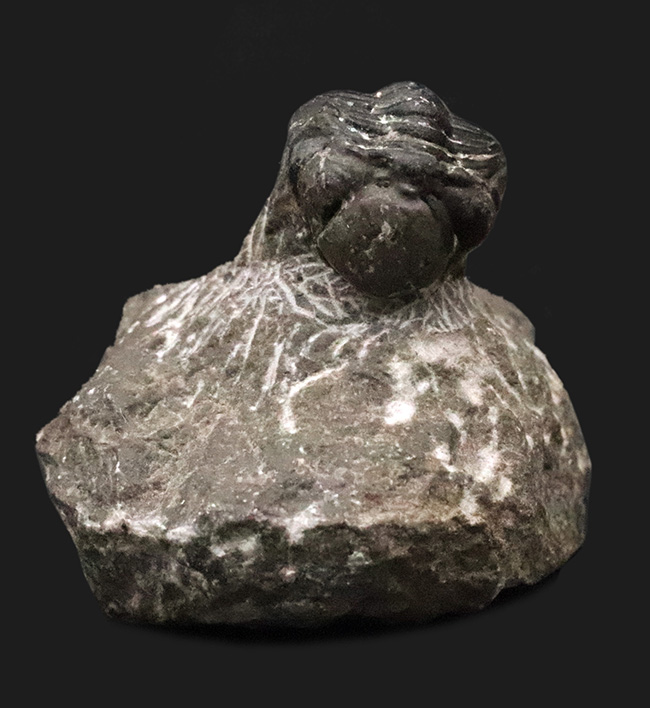 人気の「パックマン」スタイル！モロッコ産三葉虫・ファコプス（Phacops）の化石（その1）