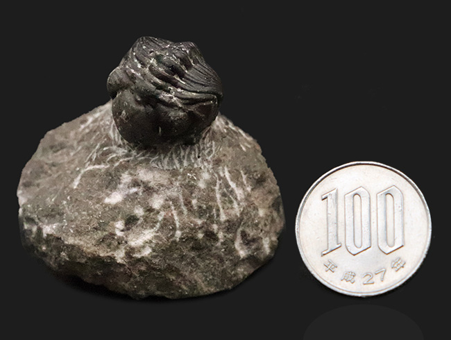 人気の「パックマン」スタイル！モロッコ産三葉虫・ファコプス（Phacops）の化石（その10）