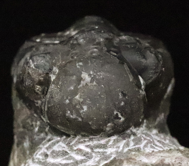 人気の「パックマン」スタイル！モロッコ産三葉虫・ファコプス（Phacops）の化石（その2）