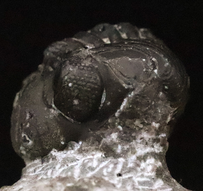 人気の「パックマン」スタイル！モロッコ産三葉虫・ファコプス（Phacops）の化石（その3）