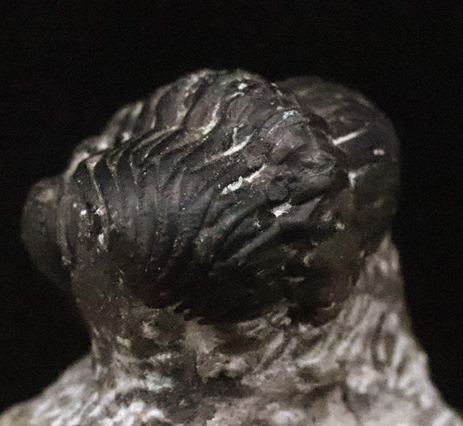 人気の「パックマン」スタイル！モロッコ産三葉虫・ファコプス（Phacops）の化石（その4）