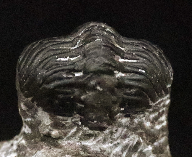 人気の「パックマン」スタイル！モロッコ産三葉虫・ファコプス（Phacops）の化石（その5）