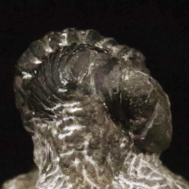 人気の「パックマン」スタイル！モロッコ産三葉虫・ファコプス（Phacops）の化石（その6）