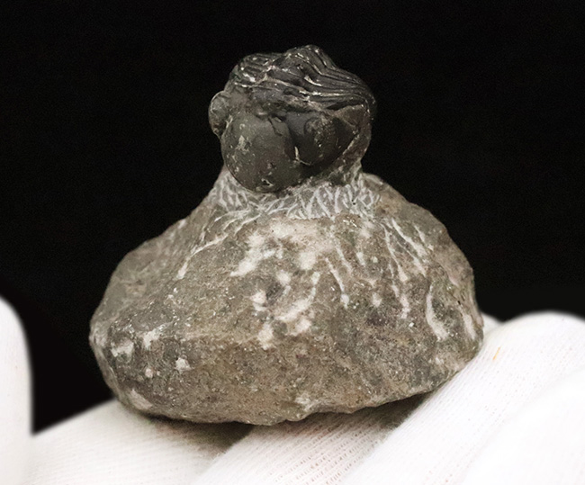 人気の「パックマン」スタイル！モロッコ産三葉虫・ファコプス（Phacops）の化石（その7）