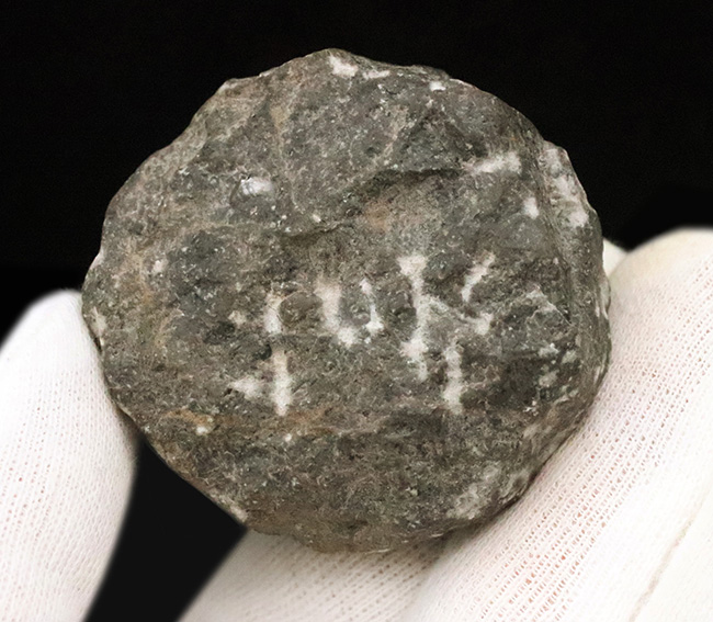 人気の「パックマン」スタイル！モロッコ産三葉虫・ファコプス（Phacops）の化石（その8）