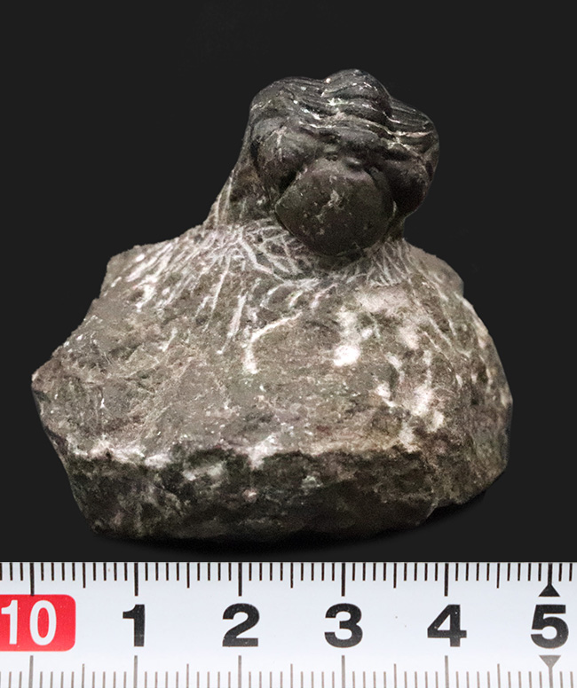 人気の「パックマン」スタイル！モロッコ産三葉虫・ファコプス（Phacops）の化石（その9）