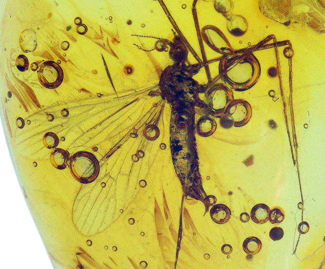 ４０００万年前の虫を内包！希少なヒメガガンボ科の虫を内包したバルト海産の琥珀（Amber）（その1）