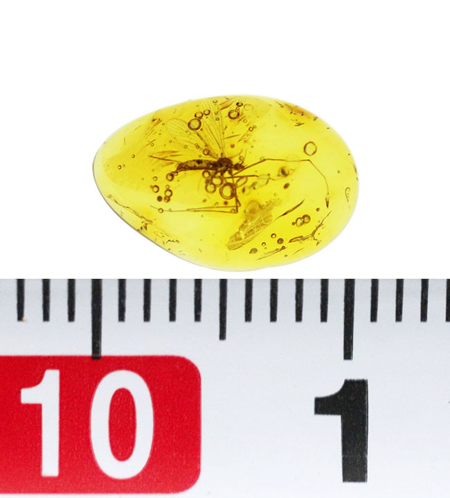 ４０００万年前の虫を内包！希少なヒメガガンボ科の虫を内包したバルト海産の琥珀（Amber）（その10）