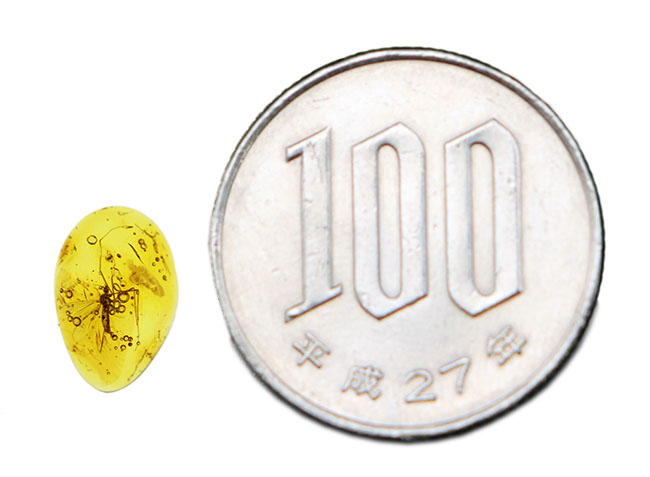 ４０００万年前の虫を内包！希少なヒメガガンボ科の虫を内包したバルト海産の琥珀（Amber）（その11）