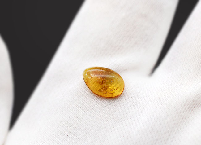４０００万年前の虫を内包！希少なヒメガガンボ科の虫を内包したバルト海産の琥珀（Amber）（その4）