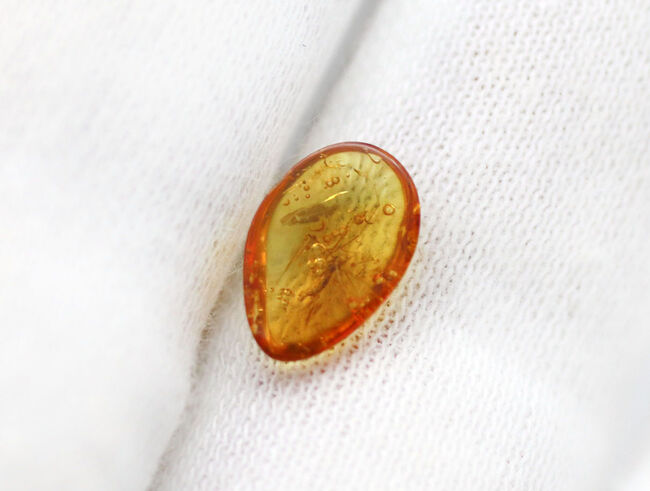 ４０００万年前の虫を内包！希少なヒメガガンボ科の虫を内包したバルト海産の琥珀（Amber）（その5）
