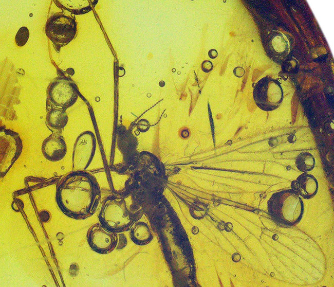 ４０００万年前の虫を内包！希少なヒメガガンボ科の虫を内包したバルト海産の琥珀（Amber）（その6）