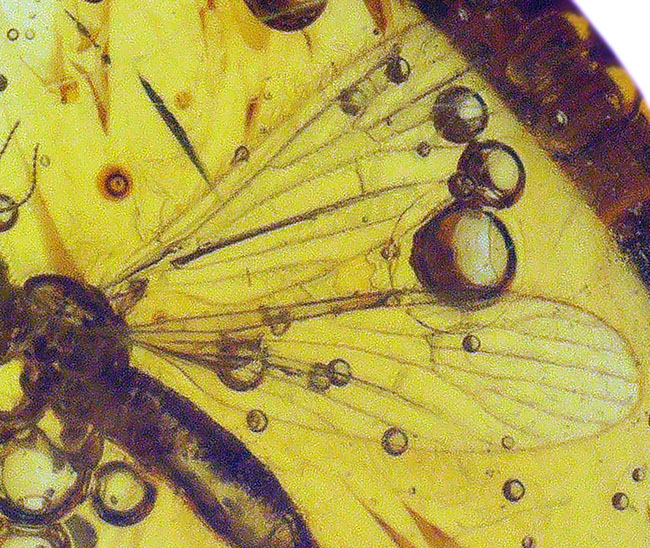 ４０００万年前の虫を内包！希少なヒメガガンボ科の虫を内包したバルト海産の琥珀（Amber）（その7）