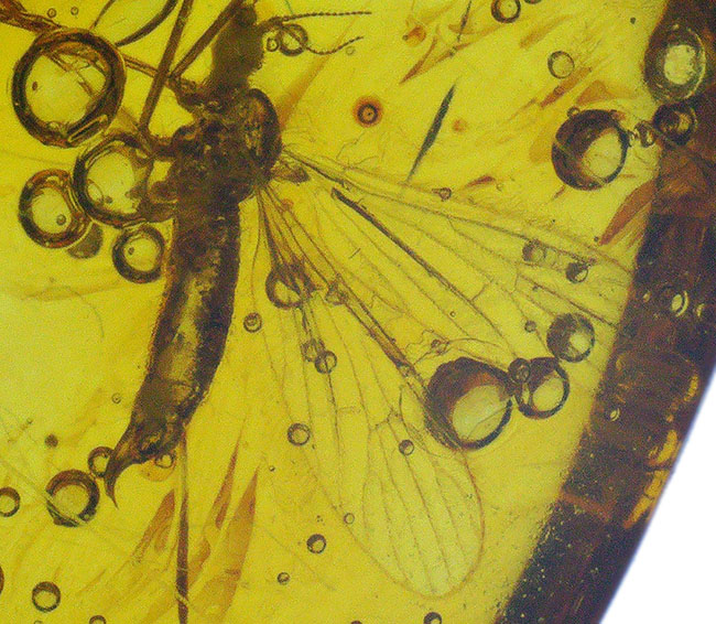 ４０００万年前の虫を内包！希少なヒメガガンボ科の虫を内包したバルト海産の琥珀（Amber）（その8）