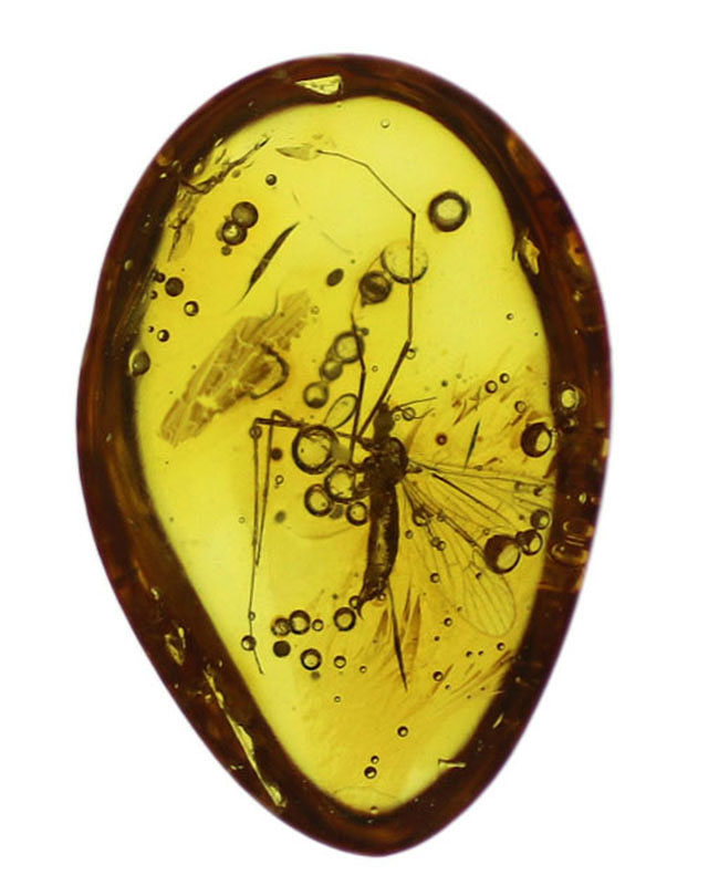 ４０００万年前の虫を内包！希少なヒメガガンボ科の虫を内包したバルト海産の琥珀（Amber）（その9）