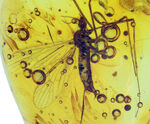 ４０００万年前の虫を内包！希少なヒメガガンボ科の虫を内包したバルト海産の琥珀（Amber）