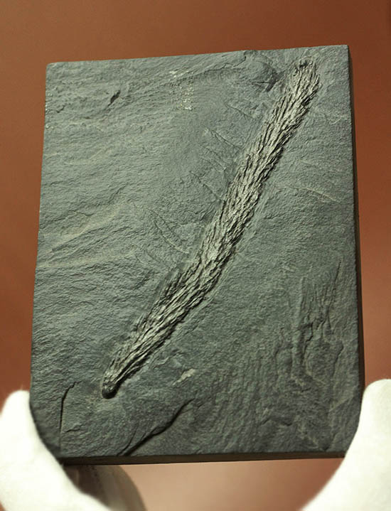 掘り出し物!レア!古代の木生シダ、レピトデンドロン(Lepidodendron) の枝葉の化石(その1)