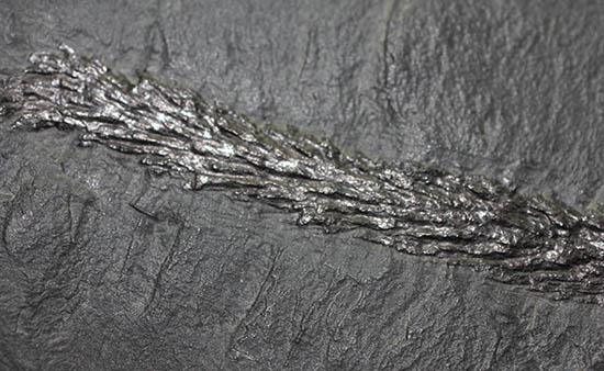 掘り出し物!レア!古代の木生シダ、レピトデンドロン(Lepidodendron) の枝葉の化石(その5)