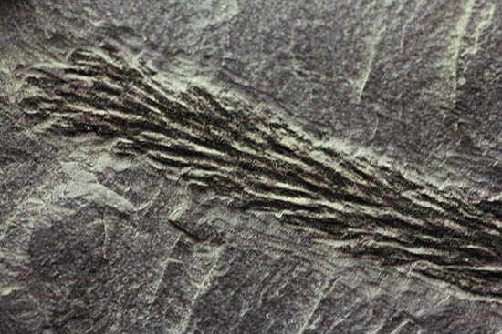 掘り出し物！レア！古代の木生シダ、レピトデンドロン(Lepidodendron) の枝葉の化石（その6）