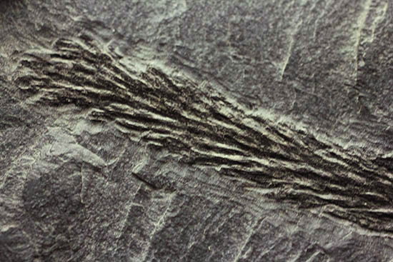 掘り出し物!レア!古代の木生シダ、レピトデンドロン(Lepidodendron) の枝葉の化石(その6)