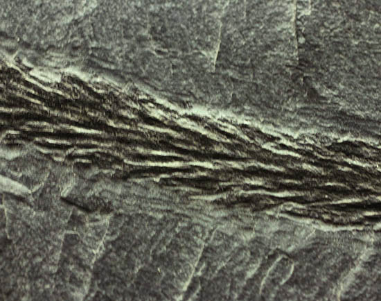 掘り出し物!レア!古代の木生シダ、レピトデンドロン(Lepidodendron) の枝葉の化石(その7)