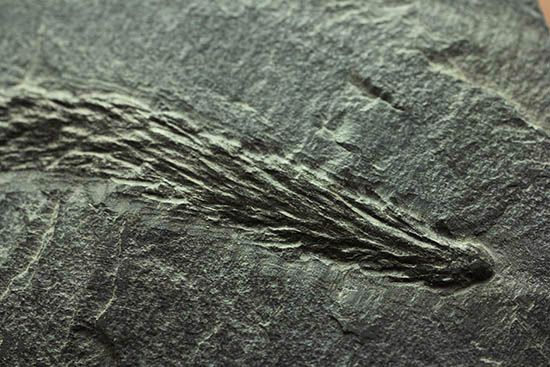 掘り出し物!レア!古代の木生シダ、レピトデンドロン(Lepidodendron) の枝葉の化石(その8)