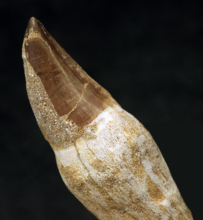珍しい!歯根が残されたモササウルス(Mosasaurus)の歯化石(その4)