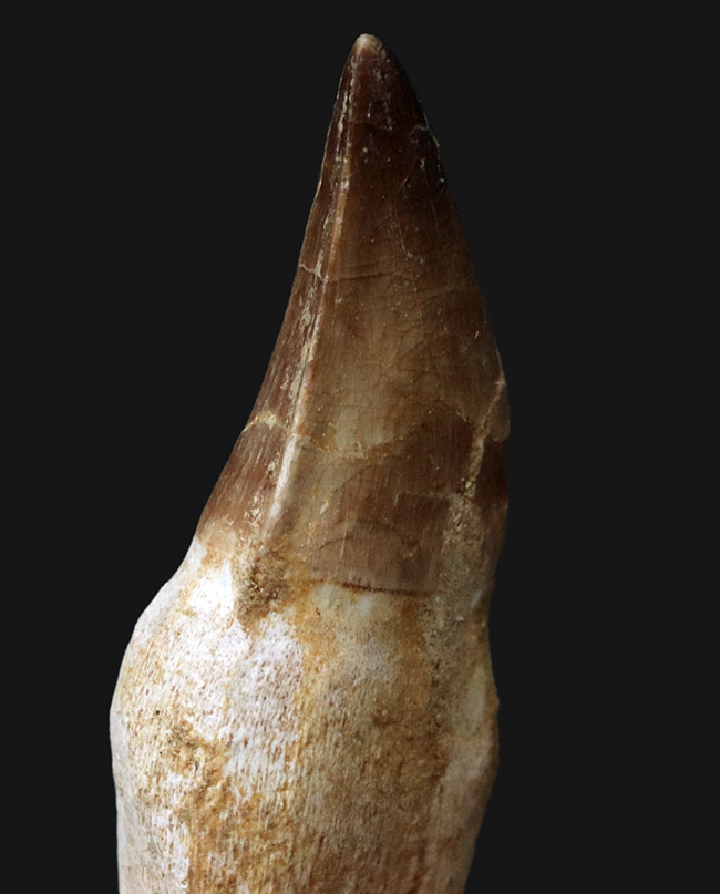 珍しい!歯根が残されたモササウルス(Mosasaurus)の歯化石(その5)