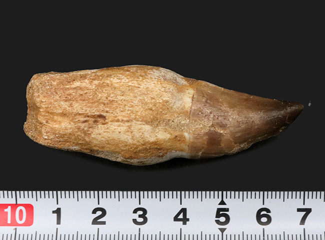 珍しい!歯根が残されたモササウルス(Mosasaurus)の歯化石(その6)