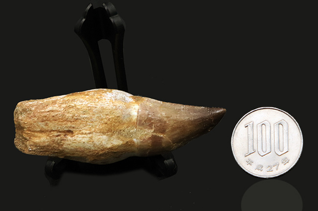 珍しい!歯根が残されたモササウルス(Mosasaurus)の歯化石(その7)