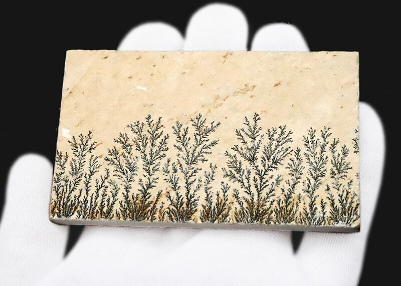 まるで一幅の山水画。1億5000万年前の石灰岩に浮かぶ『自然の森林』、デンドライト（Dendrite）（その4）