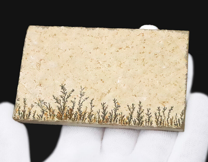 まるで一幅の山水画。1億5000万年前の石灰岩に浮かぶ『自然の森林』、デンドライト（Dendrite）（その5）