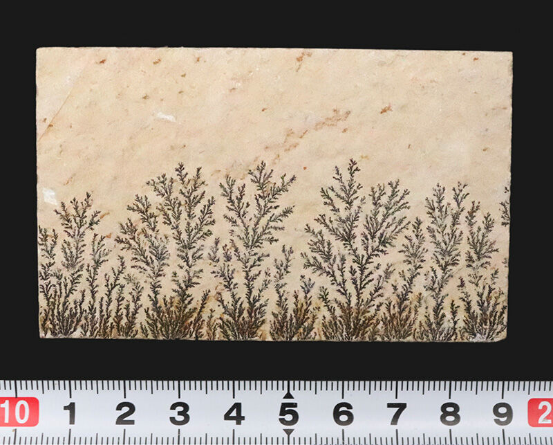 まるで一幅の山水画。1億5000万年前の石灰岩に浮かぶ『自然の森林』、デンドライト（Dendrite）（その9）