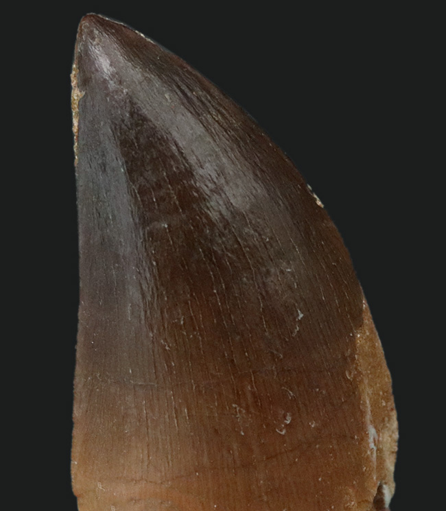 極太&上質!白亜紀後期の海の覇者、モササウルス(Mosasaurus)の歯化石(その2)