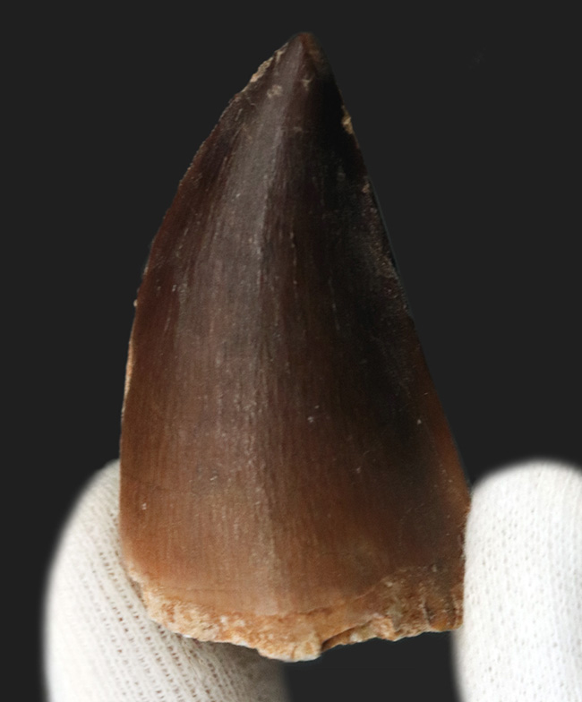 極太&上質!白亜紀後期の海の覇者、モササウルス(Mosasaurus)の歯化石(その3)