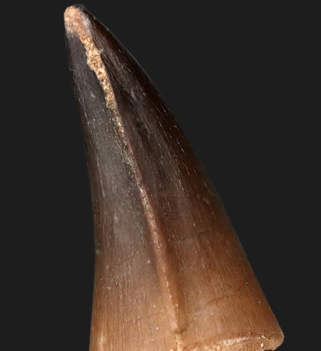 極太&上質!白亜紀後期の海の覇者、モササウルス(Mosasaurus)の歯化石(その5)