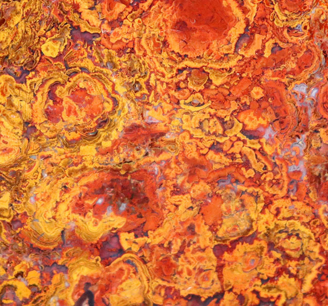 群を抜く美しい赤と橙、ハンガリー産の希少なレッドメノウ(Agate)。丸い模様のストロマトライトにもご注目!(その11)