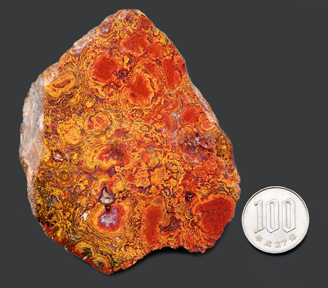 群を抜く美しい赤と橙、ハンガリー産の希少なレッドメノウ(Agate)。丸い模様のストロマトライトにもご注目!(その12)