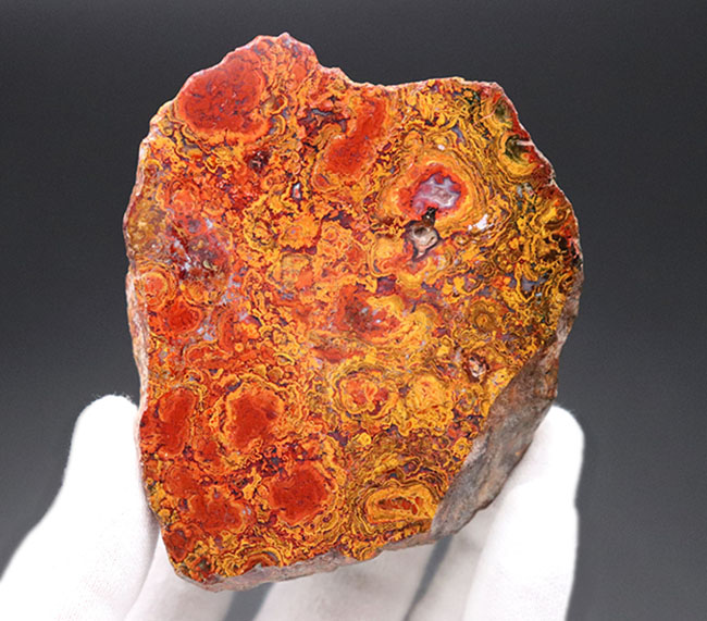 群を抜く美しい赤と橙、ハンガリー産の希少なレッドメノウ(Agate)。丸い模様のストロマトライトにもご注目!(その3)