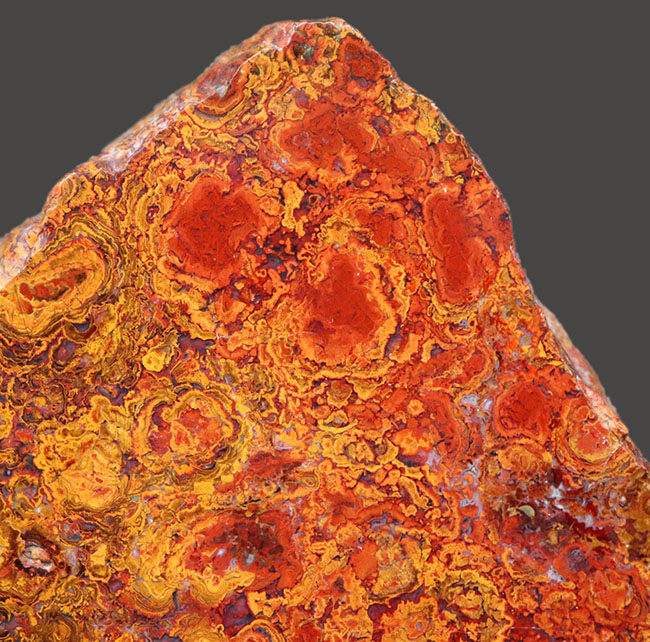群を抜く美しい赤と橙、ハンガリー産の希少なレッドメノウ(Agate)。丸い模様のストロマトライトにもご注目!(その4)