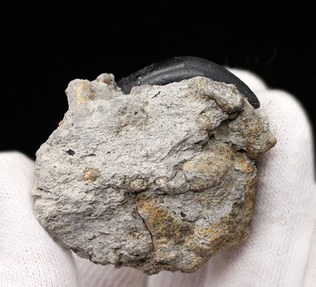 ベリーレア！モリソン層らしいマットブラックが渋い！あのアロサウルス