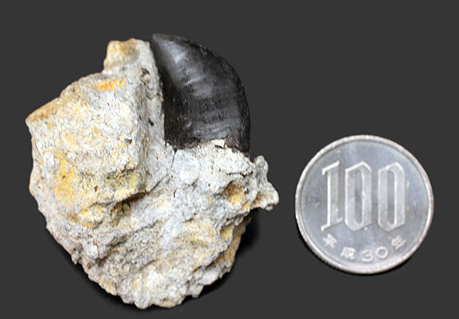 ベリーレア！モリソン層らしいマットブラックが渋い！あのアロサウルス