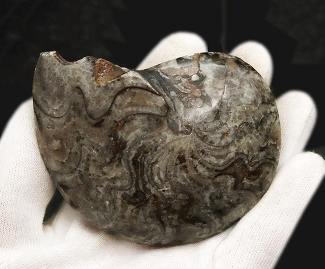 ジグザグの縫合線が露出!古生代デボン紀の海の主役の一つ、ゴニアタイト(Goniatite)の完全体標本(その3)