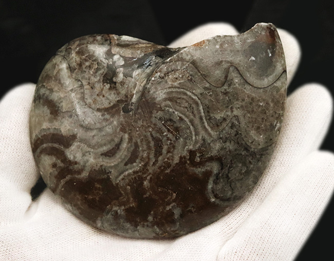 ジグザグの縫合線が露出!古生代デボン紀の海の主役の一つ、ゴニアタイト(Goniatite)の完全体標本(その4)