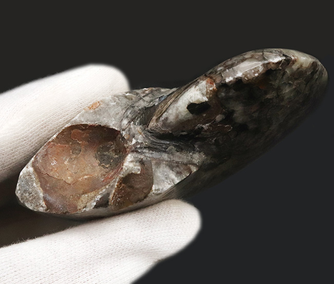 ジグザグの縫合線が露出!古生代デボン紀の海の主役の一つ、ゴニアタイト(Goniatite)の完全体標本(その6)